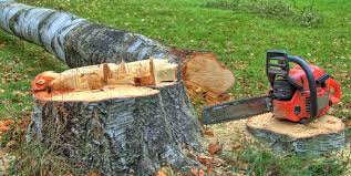 Best Stump Grinding and Removal  in Rome City, IN